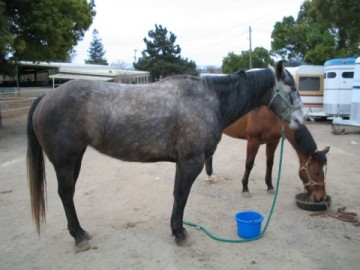 Eeyore in California