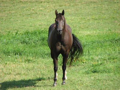 Brown Mare
