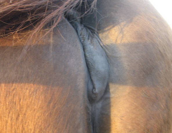 HorseAdvice Com Equine paard advies 10 Mo zwangere merrie S Vagina