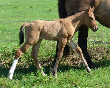 Solid Dun Colt