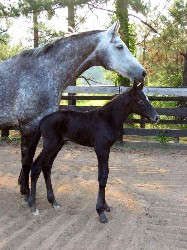 FILLY - 12 hrs old