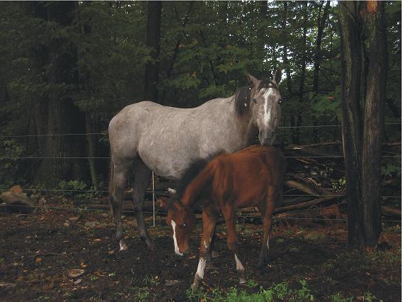 Bid's Baby with  twin colt, Gideon