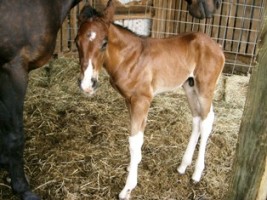Beauty's colt