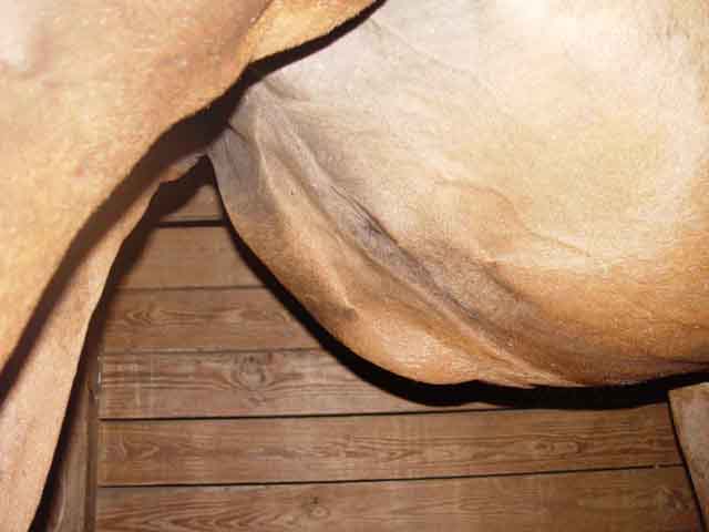 view from right side underneath belly