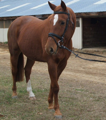 Trakehner mare