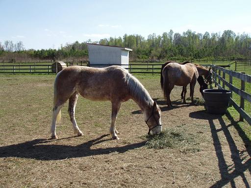 Mustang mare and two others eating hay together