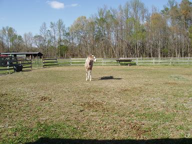 Mom, can I chase them now???