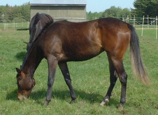 2 year old filly