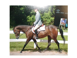 Justa Bit Wicked at 2 yrs.  First show.