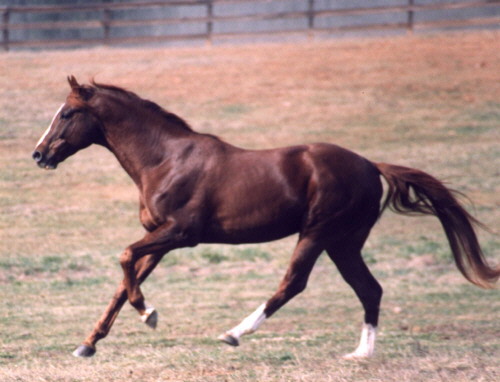 ROMANTICO, 24 years old