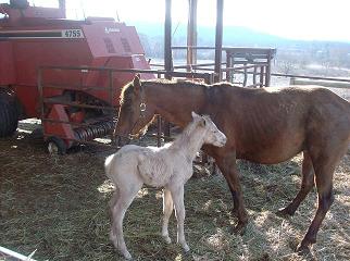 P.J. w/ her foal morning born