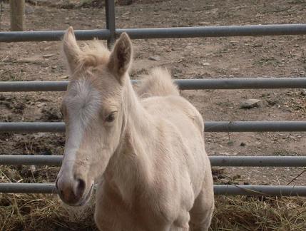 Our new foal..... Rufuss