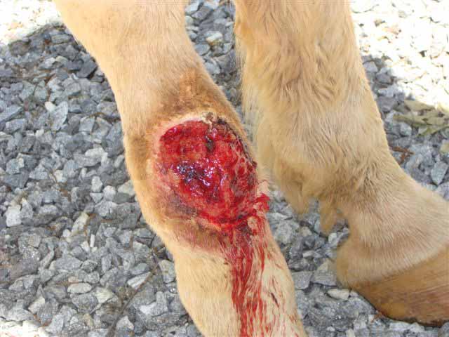 Photo of Leg