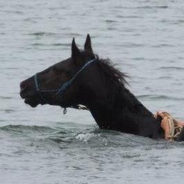 Swimming with Cash at Fiesta Island